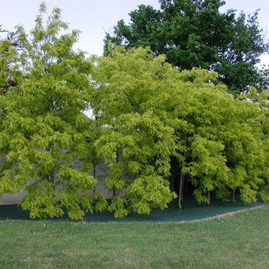 Robinia pseudoacacia 'Frisia'
