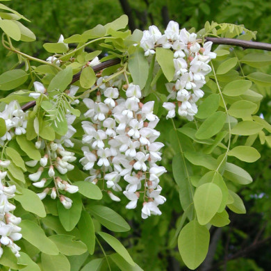 Robinia pseudoacacia 'Frisia'
