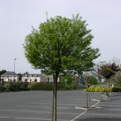 Robinia pseudoacacia 'Umbraculifera'