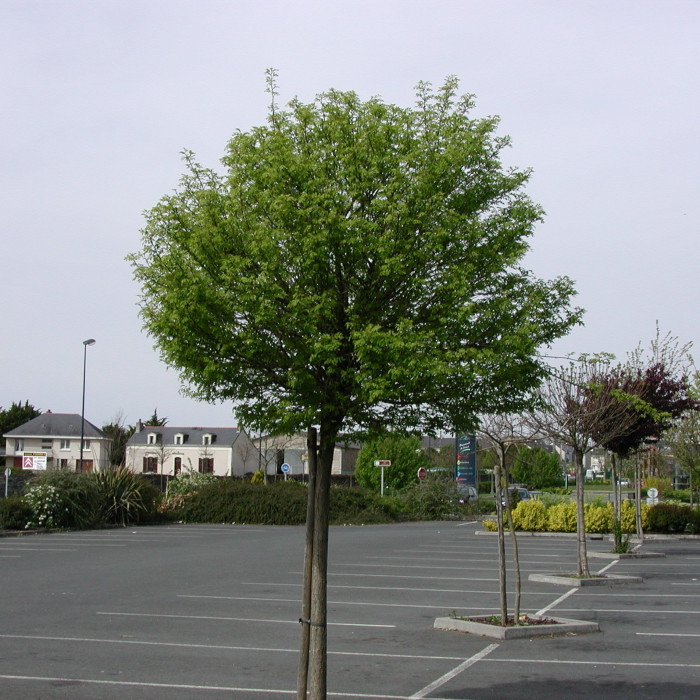 Robinia pseudoacacia 'Umbraculifera'