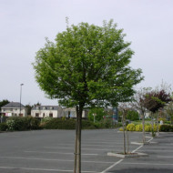 Robinia pseudoacacia 'Umbraculifera'
