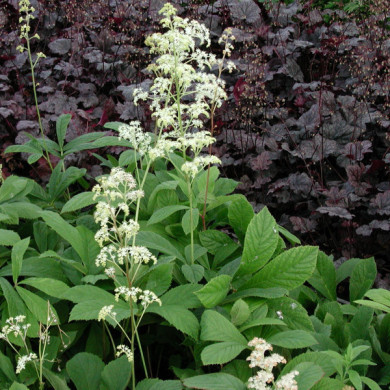 Rodgersia pinnata