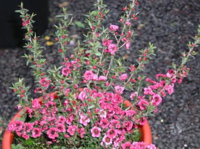 Leptospermum scoparium 'Winter Cheer'