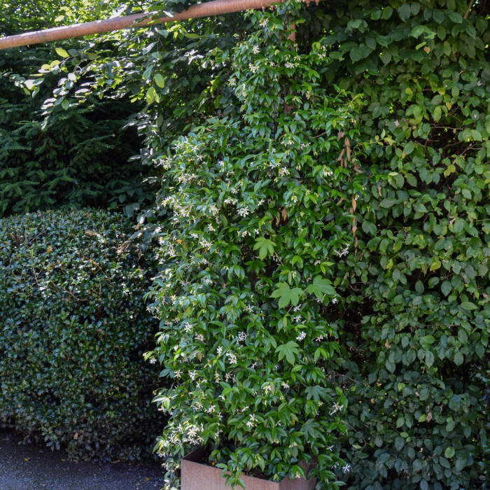Trachelospermum jasminoides