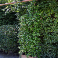 Trachelospermum jasminoides