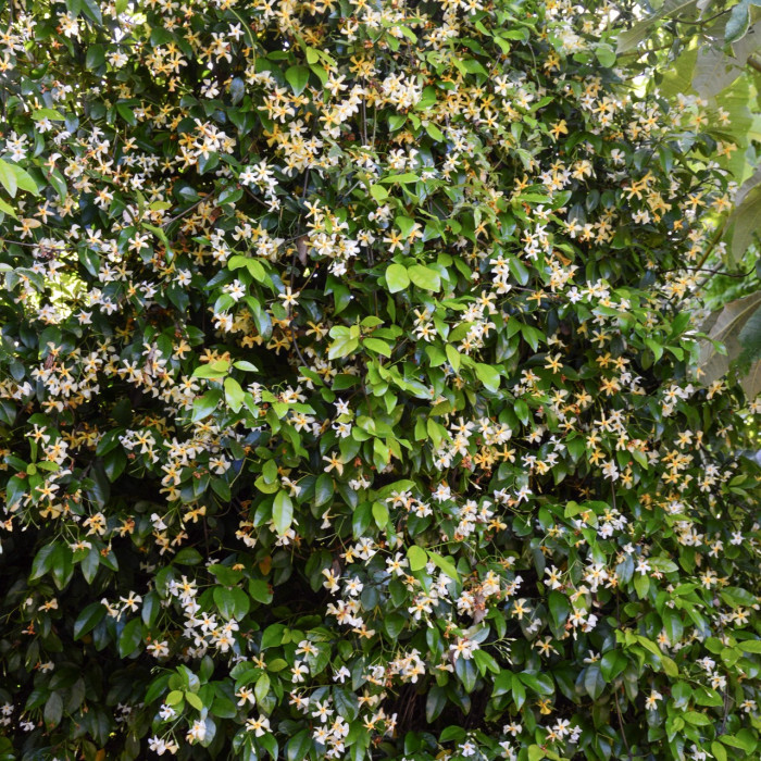 Trachelospermum jasminoides