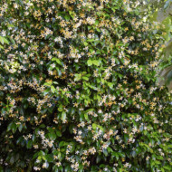 Trachelospermum jasminoides