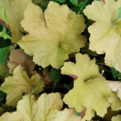 Heuchera 'Marmalade'®