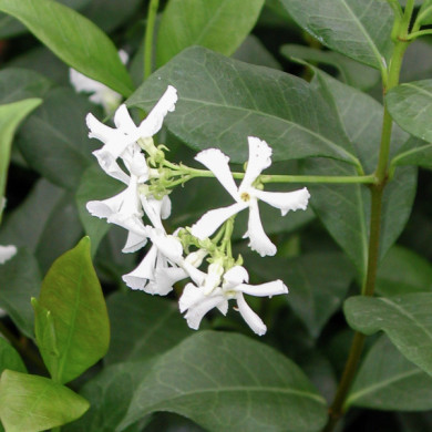 Trachelospermum jasminoides
