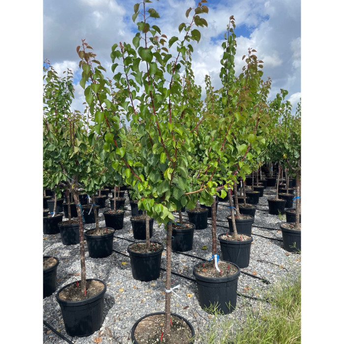Abricotier 'Bergeron'
