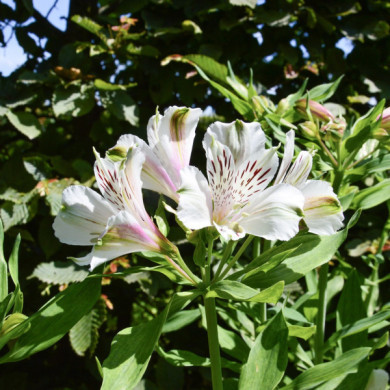 Alstroemeria x hybrida Mazé®