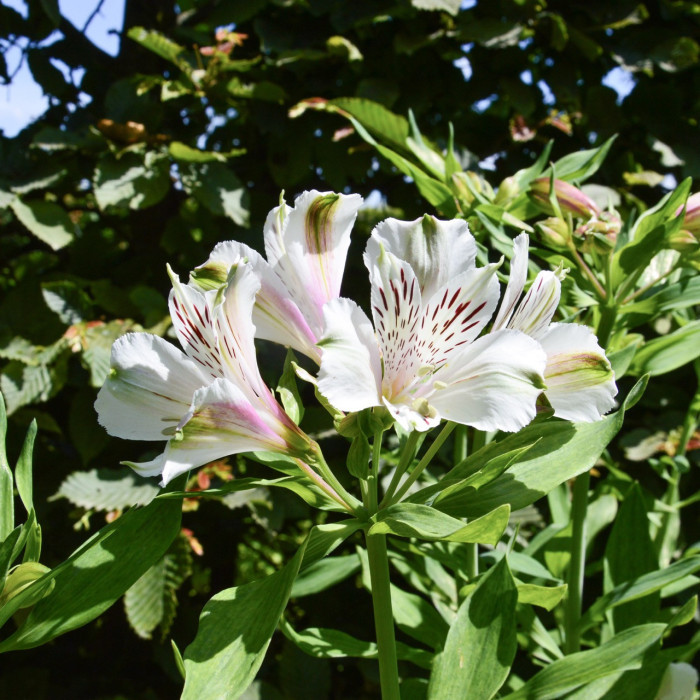 Alstroemeria x hybrida Mazé®