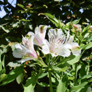 Alstroemeria x hybrida Mazé®