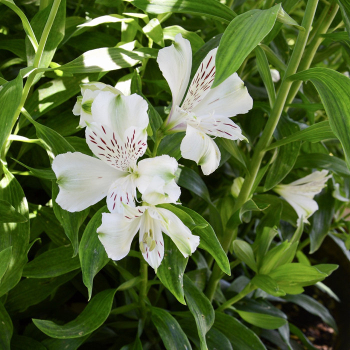 Alstroemeria x hybrida Mazé®