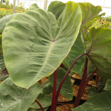 Colocasia esculenta 'Sangria'