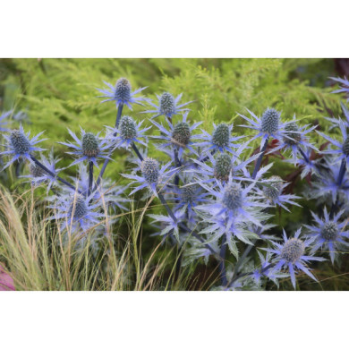 Eryngium planum