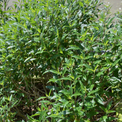 Caryopteris x clandonensis Grand Bleu® inoveris