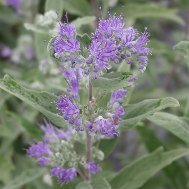 Caryopteris x clandonensis Grand Bleu® inoveris