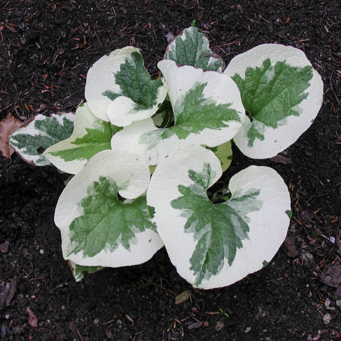 Brunnera macrophylla 'Variegata'