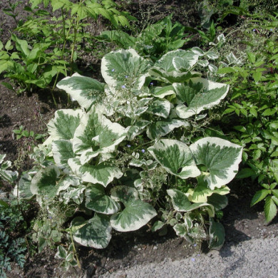 Brunnera macrophylla 'Variegata'