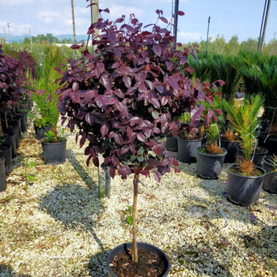 Loropetalum chinense 'Fire Dance'
