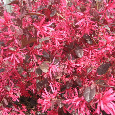 Loropetalum chinense 'Fire Dance'