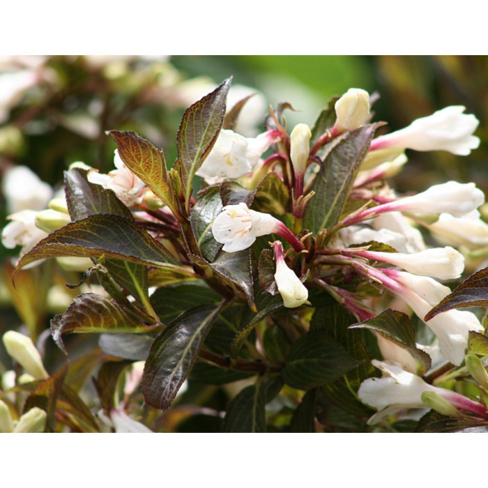 Weigela 'Black and White'