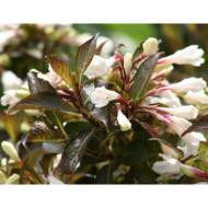 Weigela 'Black and White'