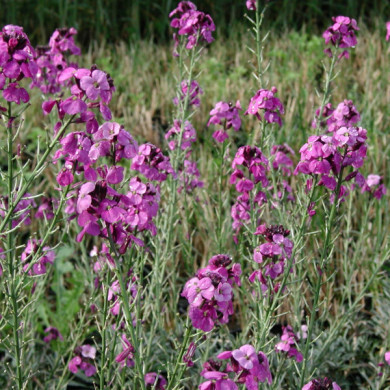 Erysimum 'Bowles Mauve'