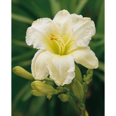 Hemerocallis 'Gentle Shepherd'