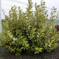 Elaeagnus x ebbingei 'Limelight'
