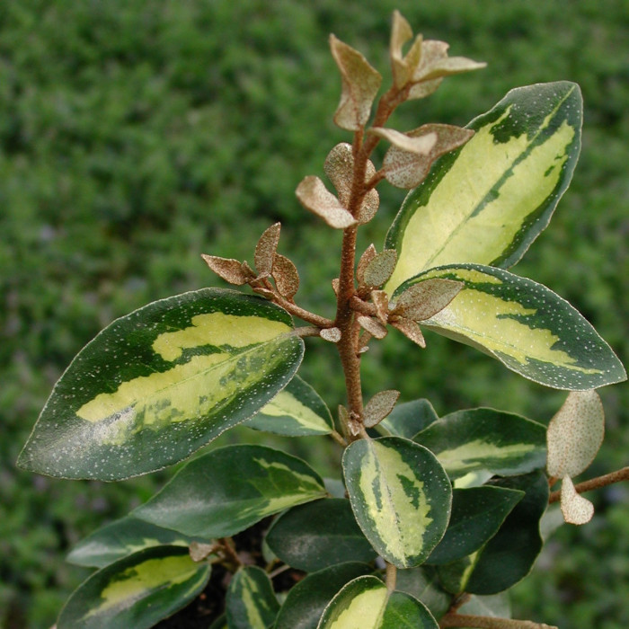 Elaeagnus x ebbingei 'Limelight'