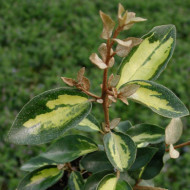 Elaeagnus x ebbingei 'Limelight'