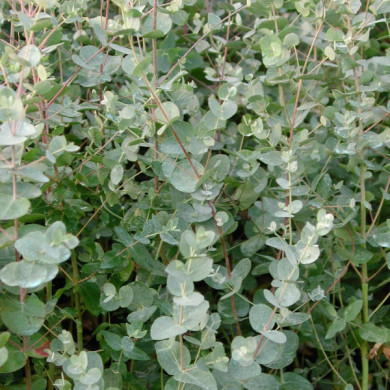 Eucalyptus gunnii