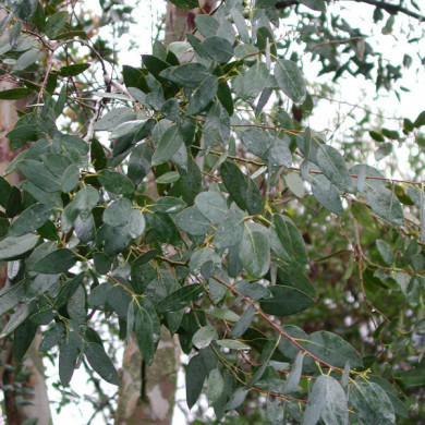 Eucalyptus gunnii