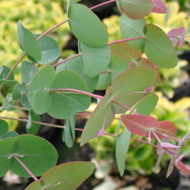 Eucalyptus gunnii