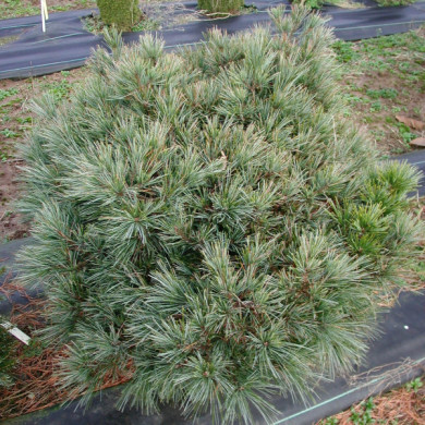 Pinus strobus 'Radiata'