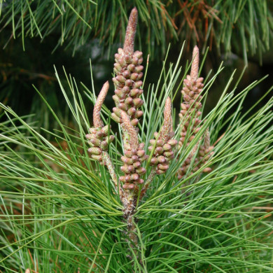 Pinus strobus 'Radiata'