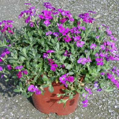 Aubrieta 'Royal Violet'