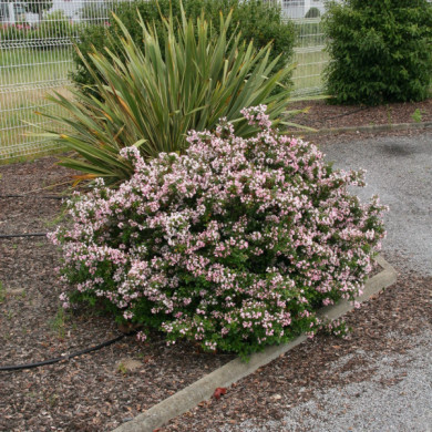 Escallonia 'Apple Blossom'