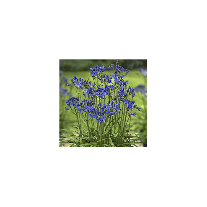 Agapanthus 'L'Amour d'été Bleu'