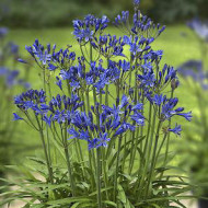 Agapanthus 'L'Amour d'été Bleu'