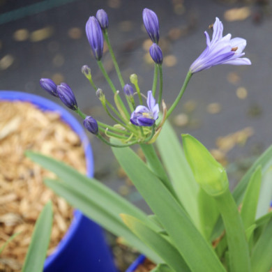 Agapanthus 'L'Amour d'été Bleu'