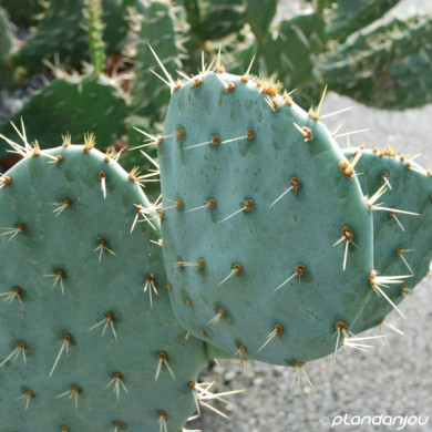 Opuntia engelmannii 'Rastrera'