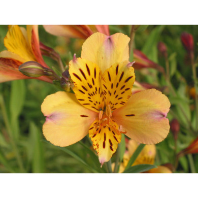 Alstroemeria 'Nicolas'