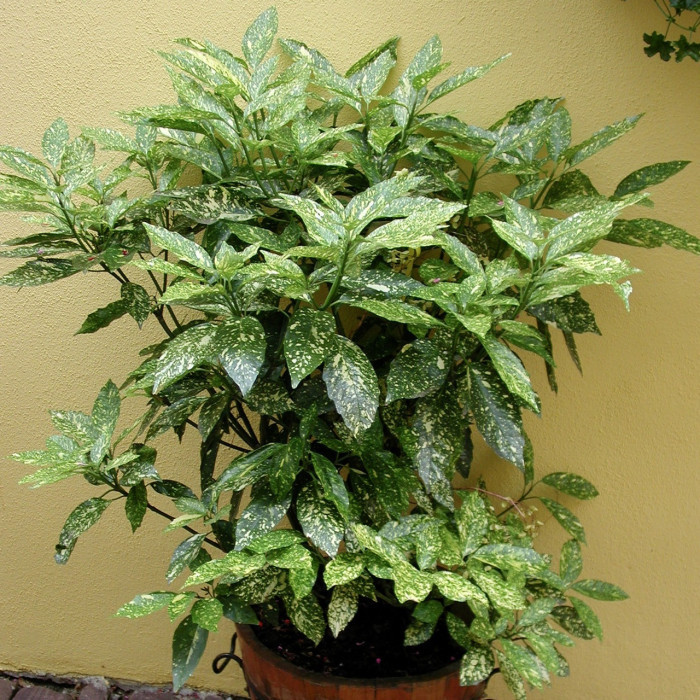 Aucuba japonica 'Crotonifolia'