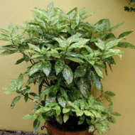 Aucuba japonica 'Crotonifolia'