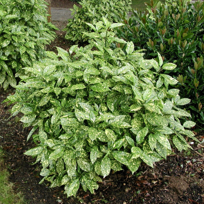 Aucuba japonica 'Crotonifolia'