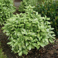 Aucuba japonica 'Crotonifolia'