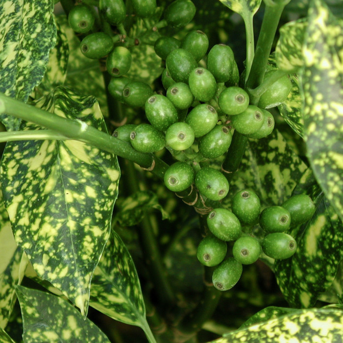 Aucuba japonica 'Crotonifolia'